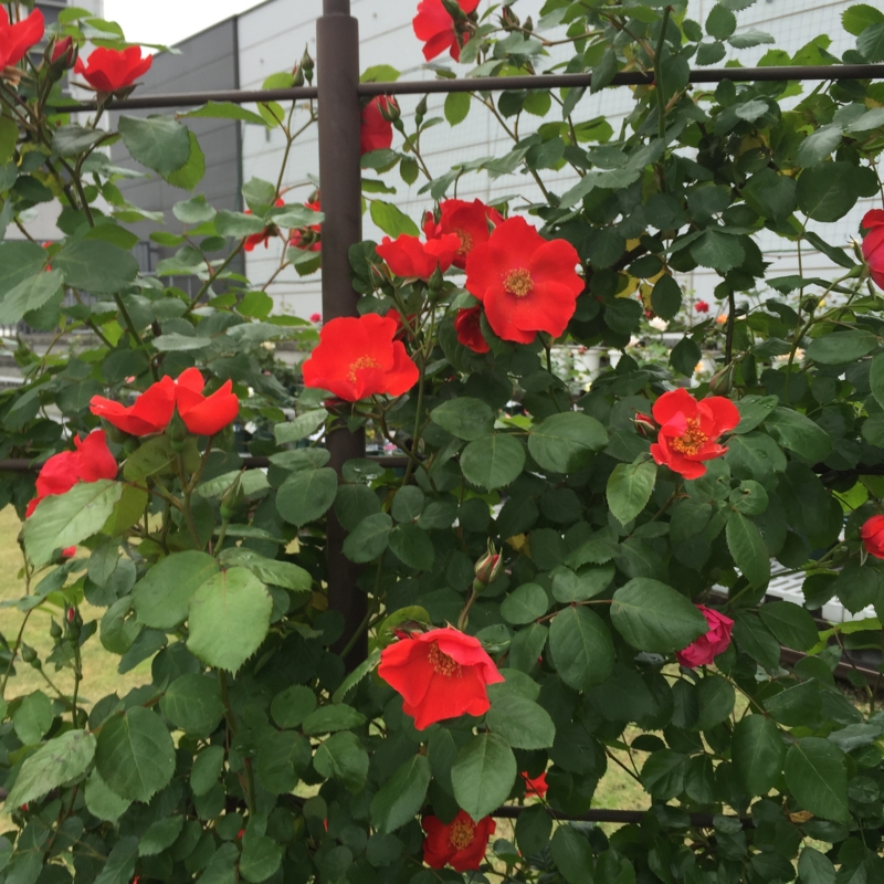 f:id:rotling:20160506133207j:image