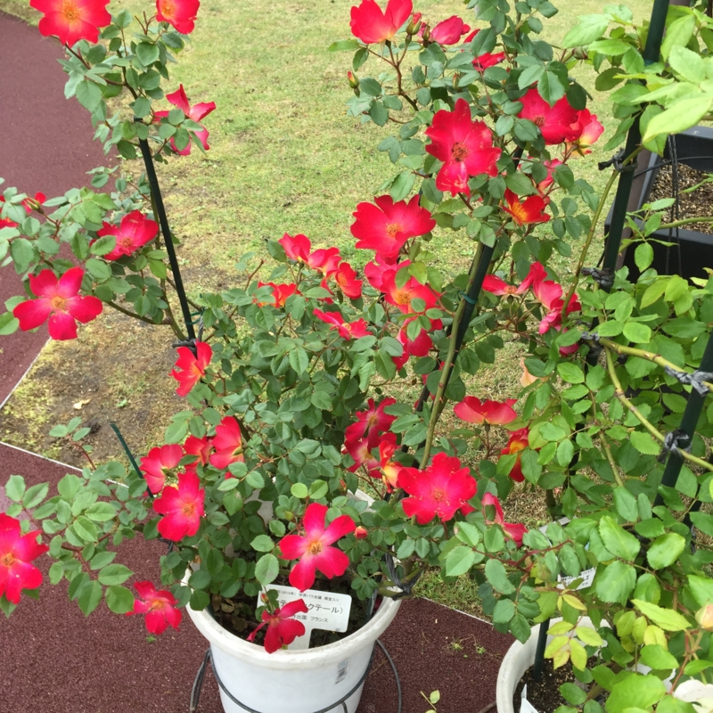 f:id:rotling:20160506133211j:image