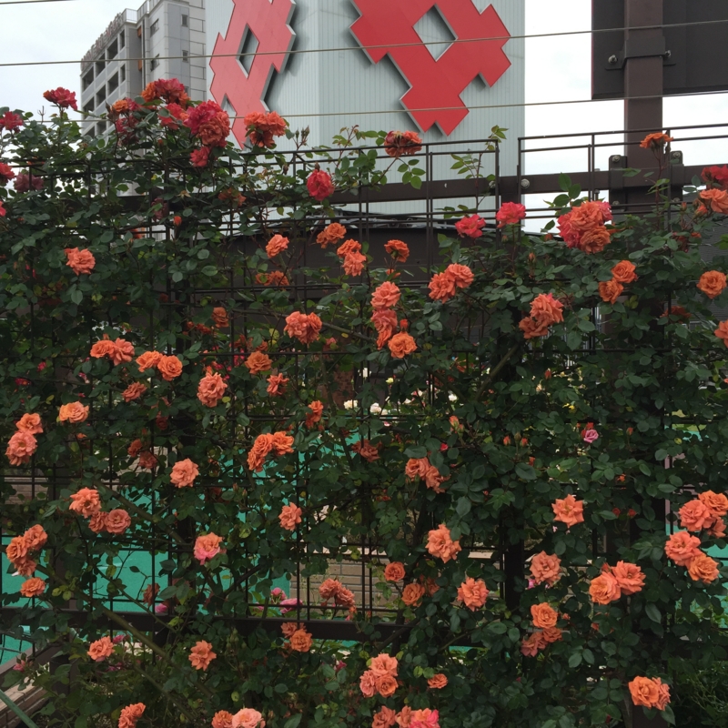 f:id:rotling:20160506133255j:image