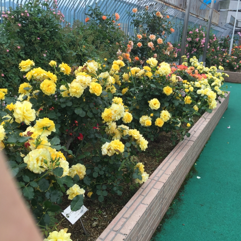 f:id:rotling:20160506133305j:image