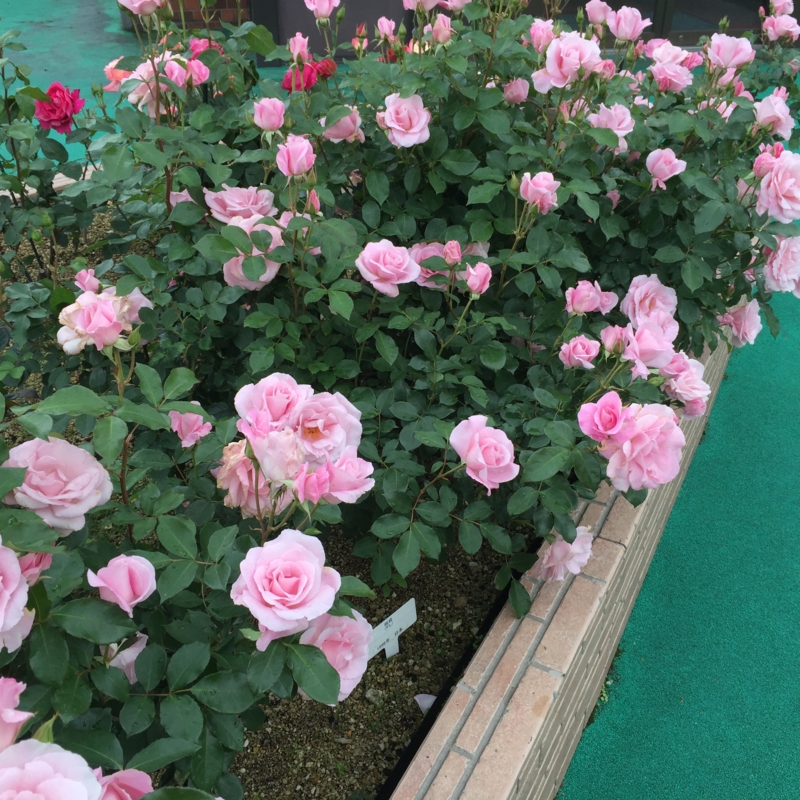 f:id:rotling:20160506133351j:image
