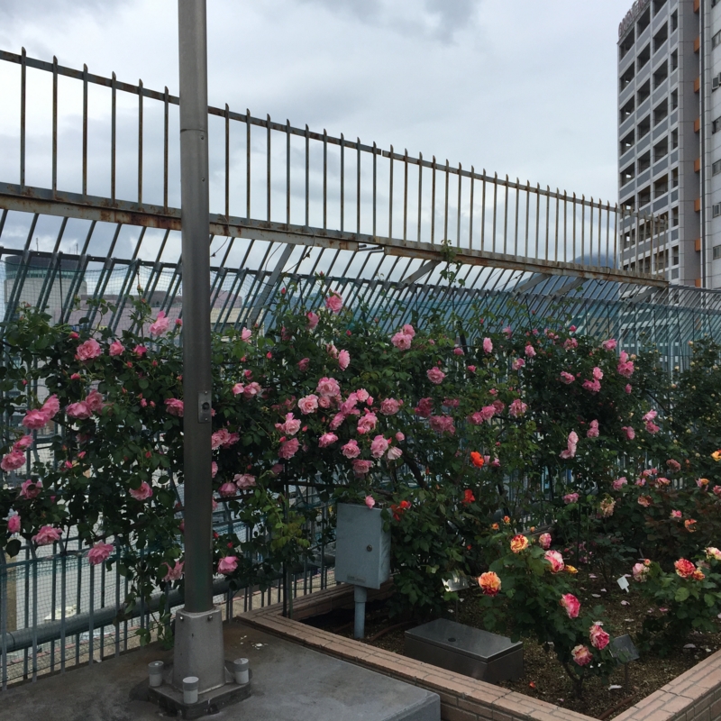 f:id:rotling:20160506133435j:image