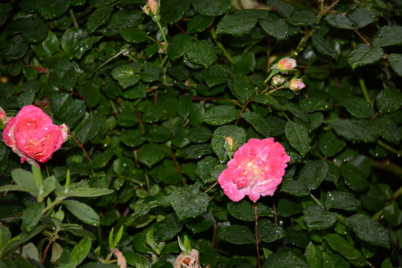 f:id:rotling:20160506163450j:image