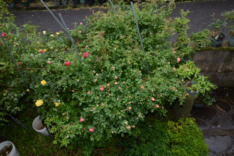 f:id:rotling:20160506163548j:image