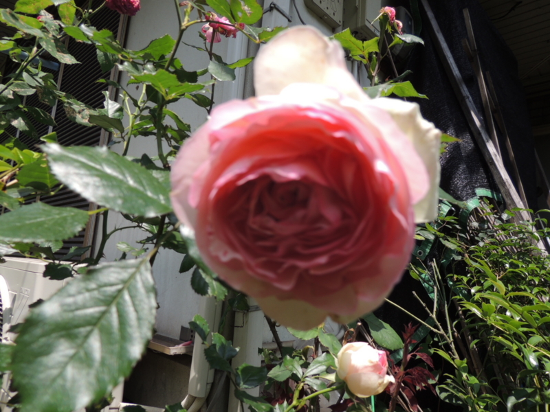 f:id:rotling:20160513111402j:image f:id:rotling:20160513111402j:image