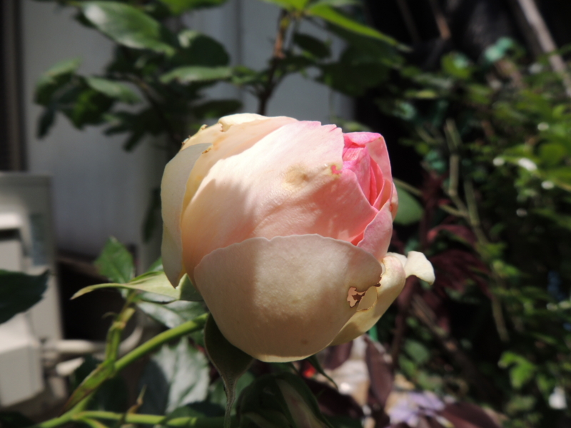 f:id:rotling:20160513111410j:image f:id:rotling:20160513111410j:image