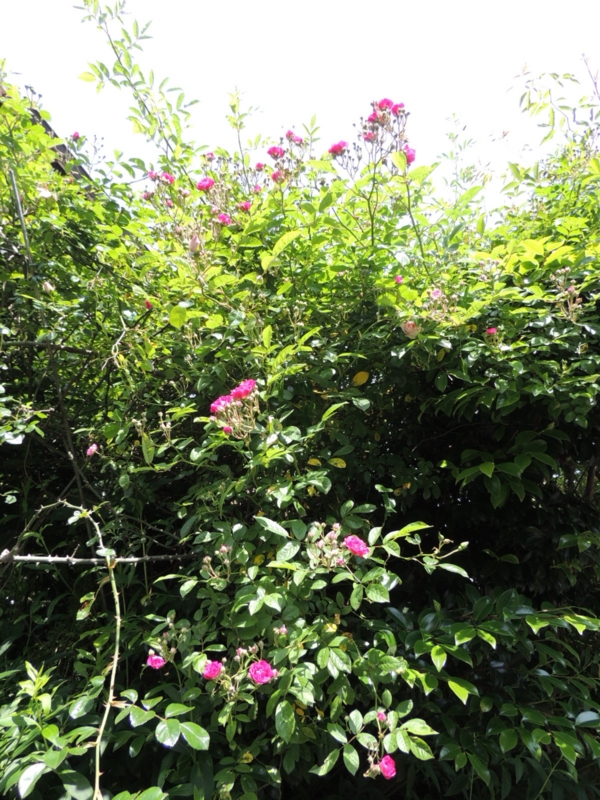 f:id:rotling:20160513111628j:image