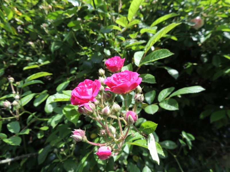 f:id:rotling:20160513111631j:image
