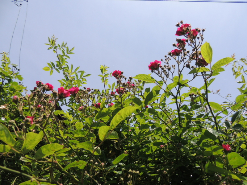 f:id:rotling:20160513111638j:image