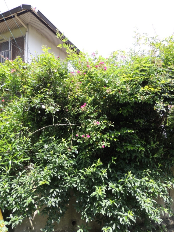 f:id:rotling:20160513111646j:image