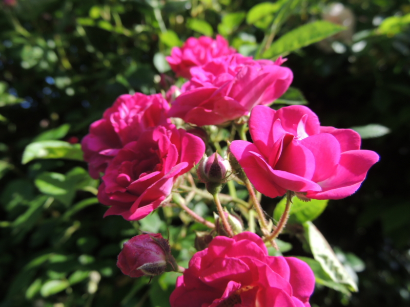 f:id:rotling:20160515090101j:image