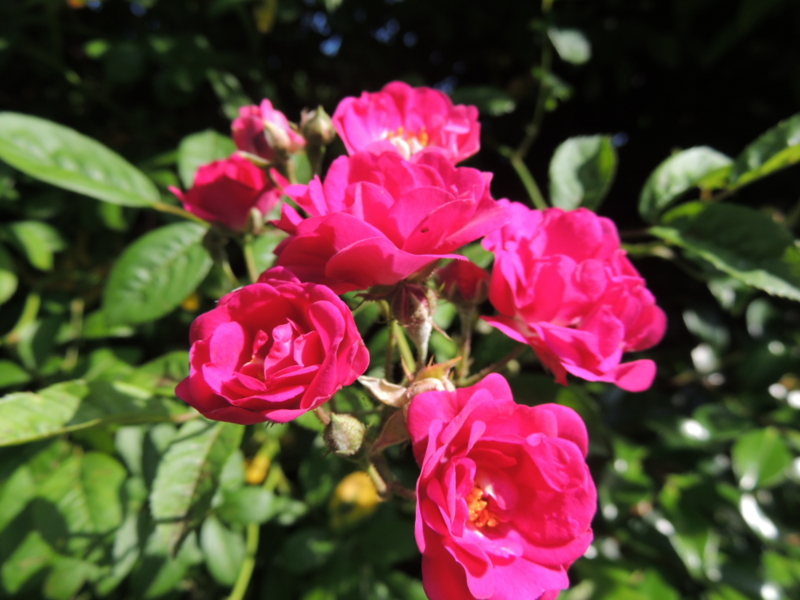 f:id:rotling:20160515090105j:image