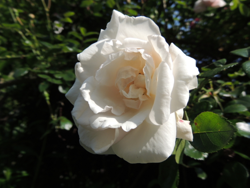 f:id:rotling:20160515090117j:image