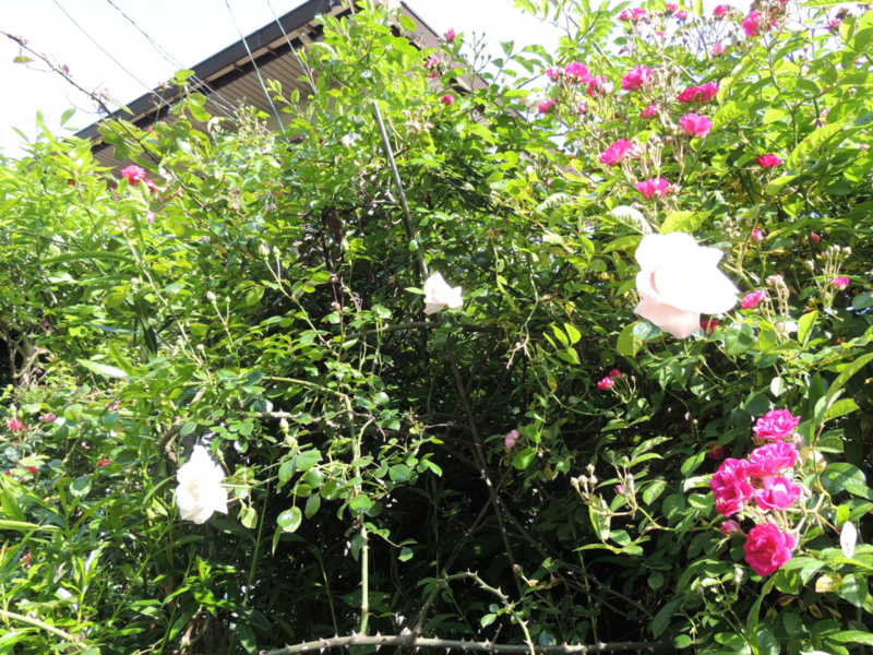 f:id:rotling:20160515090122j:image