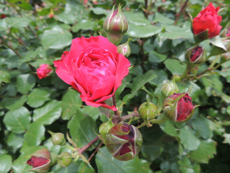 f:id:rotling:20160516103327j:image