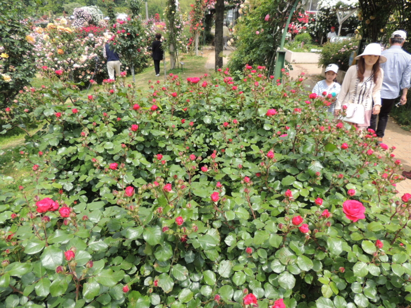 f:id:rotling:20160516103331j:image