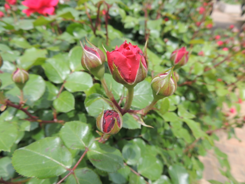 f:id:rotling:20160516103341j:image