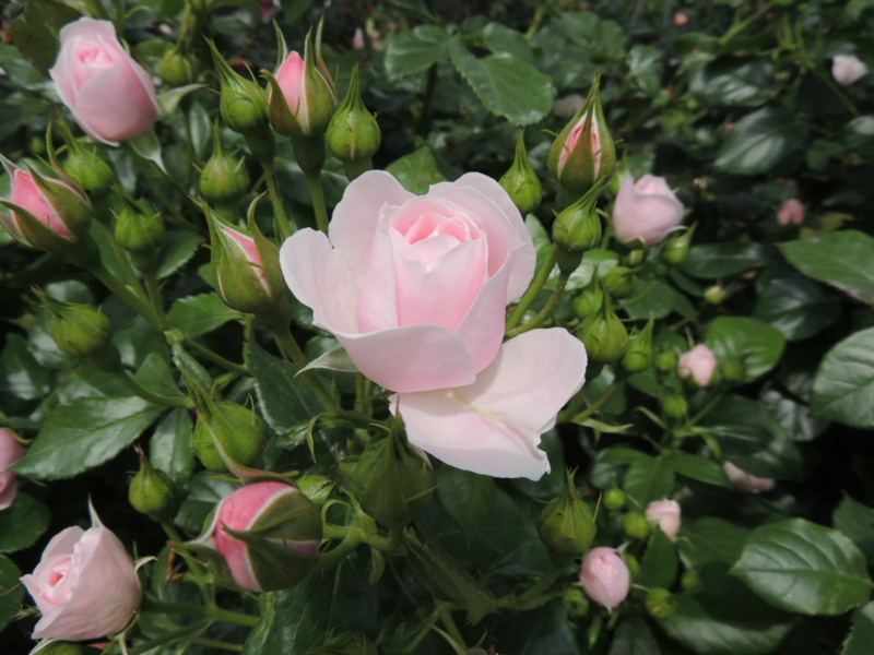 f:id:rotling:20160516103359j:image