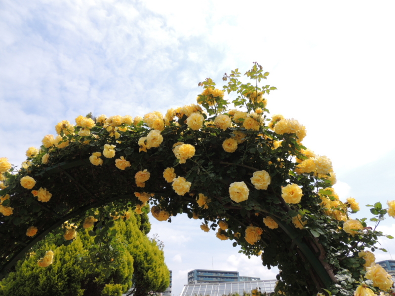 f:id:rotling:20160516103950j:image