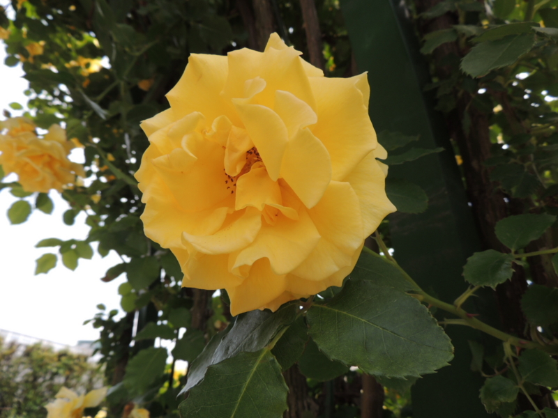 f:id:rotling:20160516103955j:image