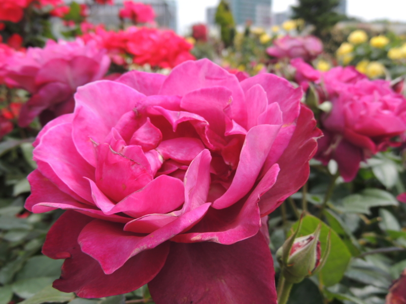f:id:rotling:20160516104524j:image