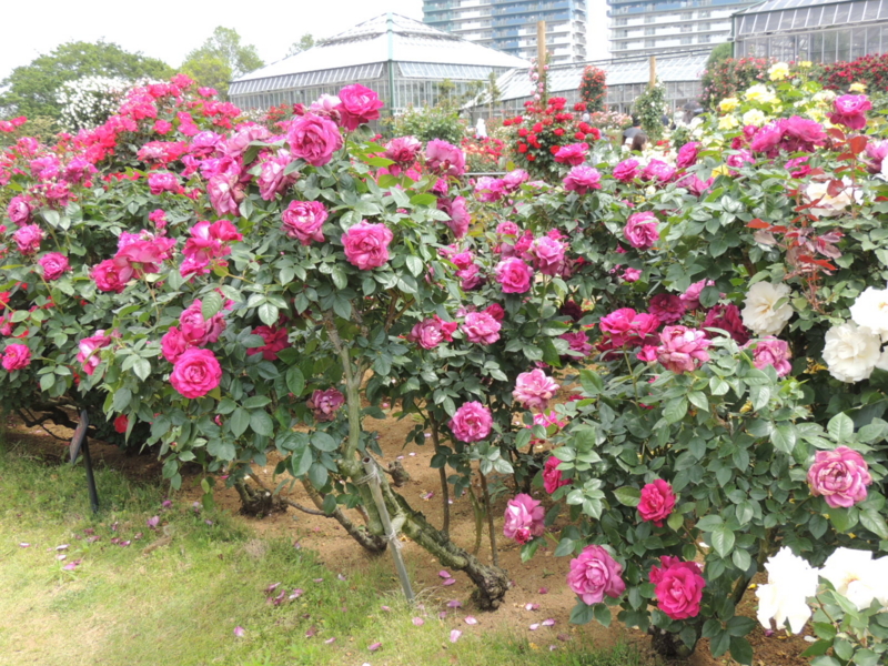 f:id:rotling:20160516104540j:image