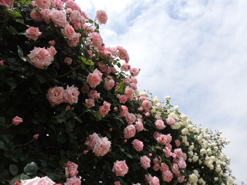 f:id:rotling:20160516105145j:image