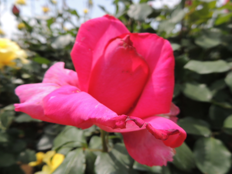 f:id:rotling:20160516105324j:image