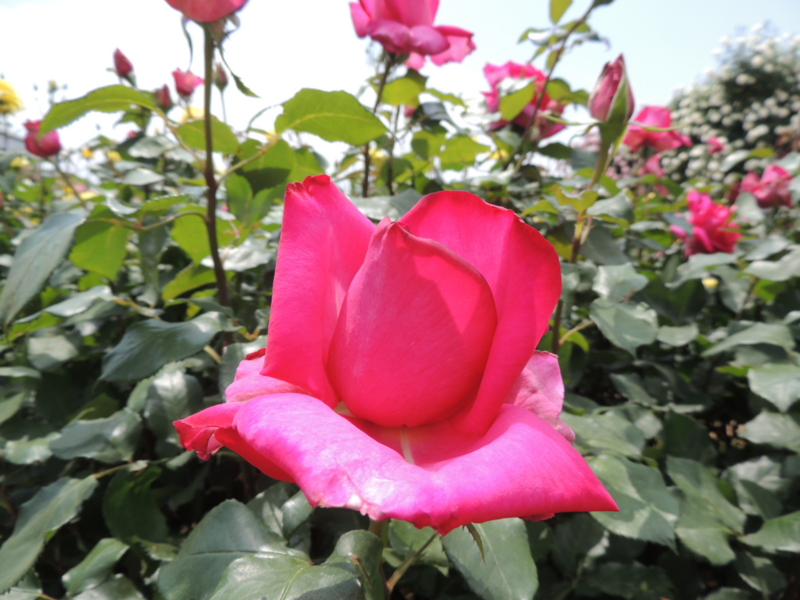 f:id:rotling:20160516105328j:image