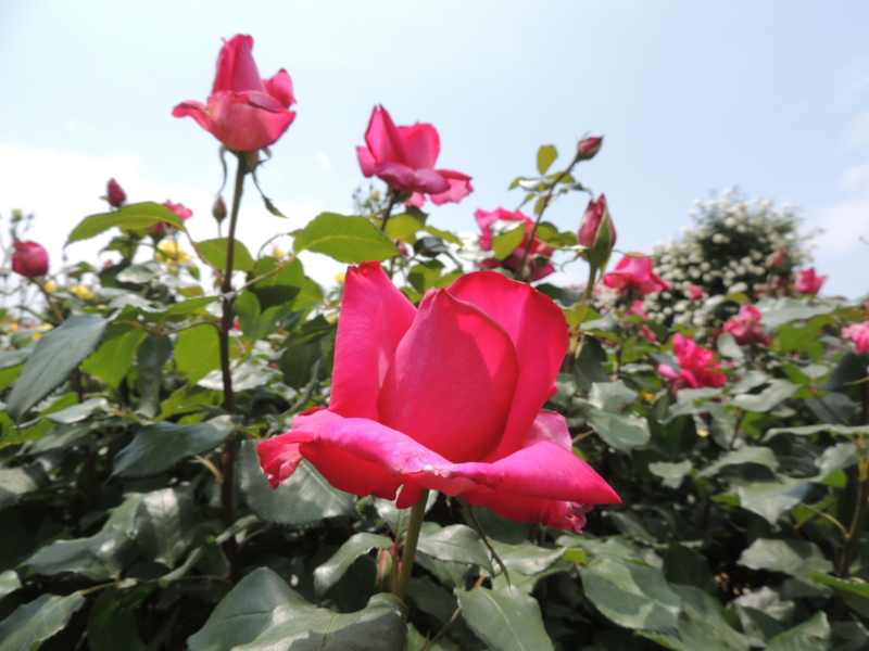 f:id:rotling:20160516105332j:image