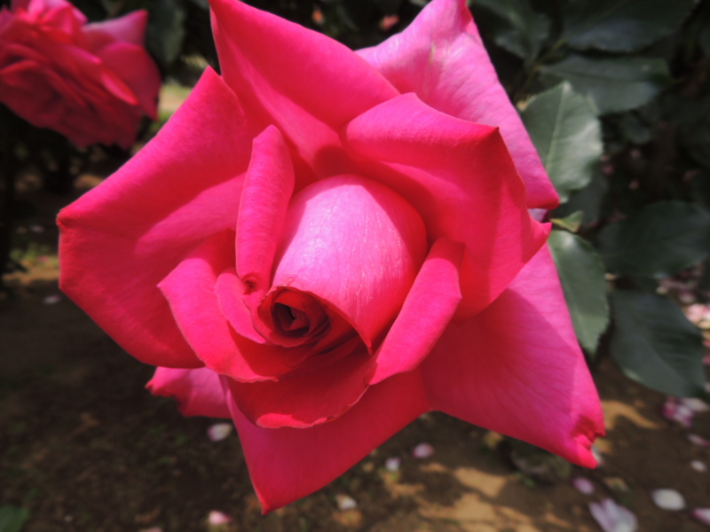 f:id:rotling:20160516105338j:image