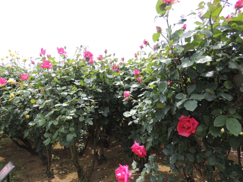 f:id:rotling:20160516105343j:image