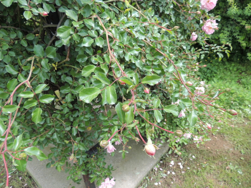 f:id:rotling:20160516105836j:image