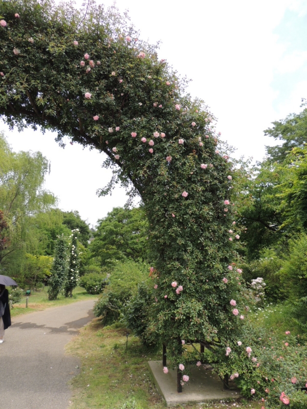 f:id:rotling:20160516105845j:image