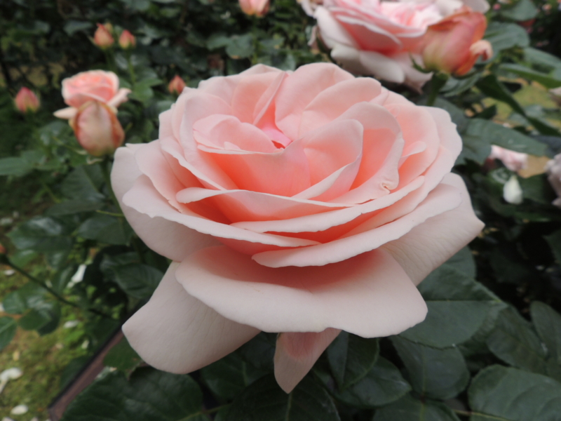 f:id:rotling:20160516110121j:image