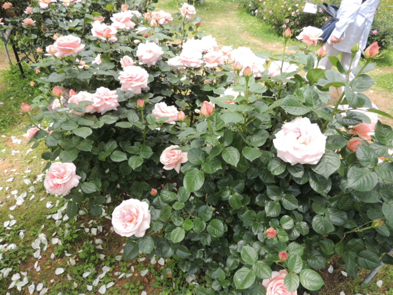 f:id:rotling:20160516110129j:image