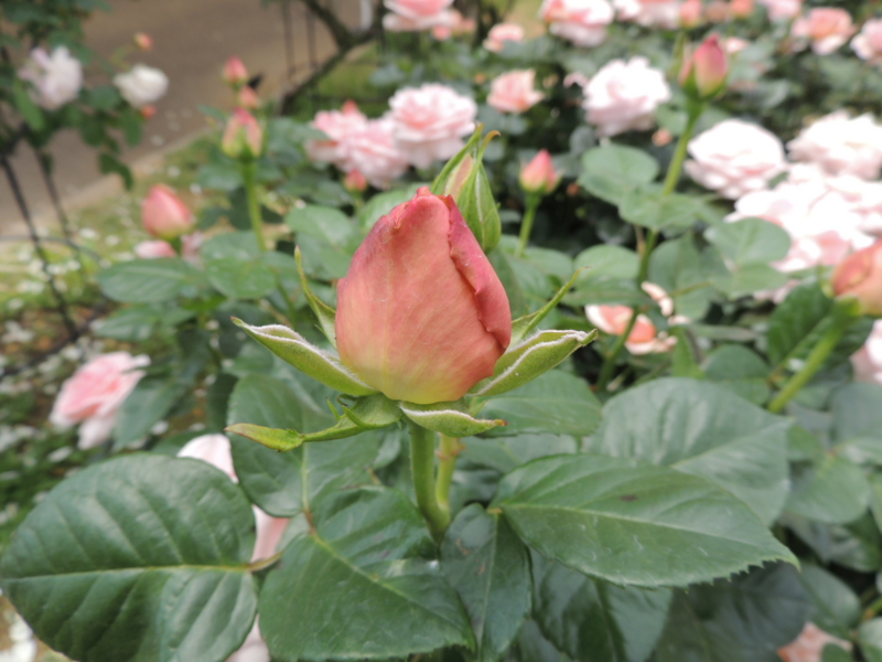 f:id:rotling:20160516110134j:image