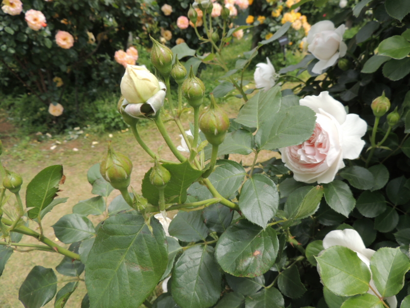 f:id:rotling:20160516110203j:image