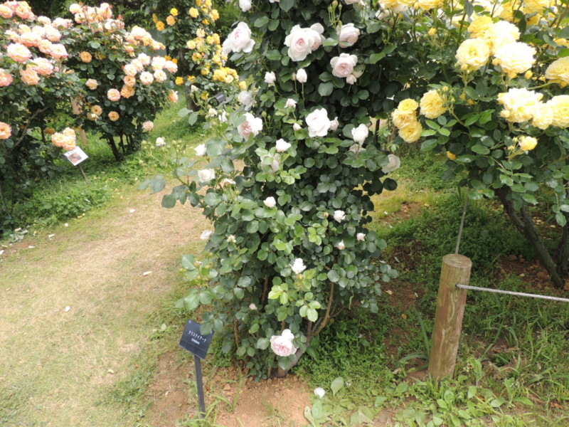 f:id:rotling:20160516110208j:image