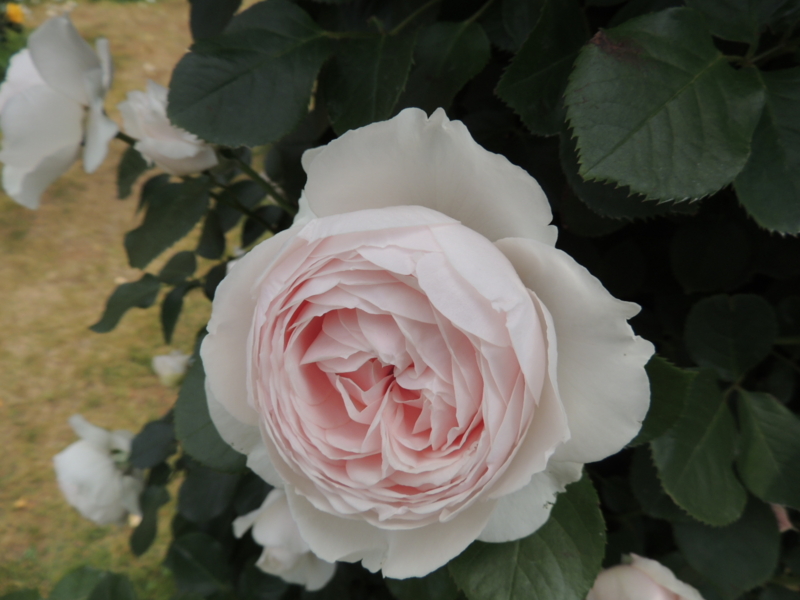 f:id:rotling:20160516110223j:image