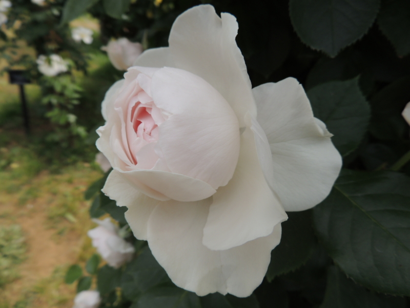 f:id:rotling:20160516110227j:image