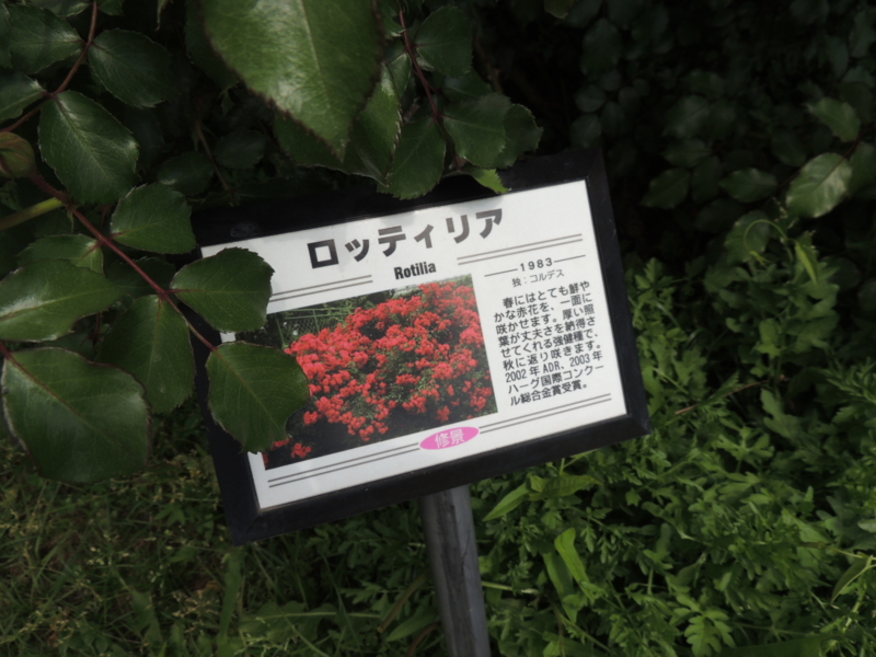 f:id:rotling:20160516110343j:image