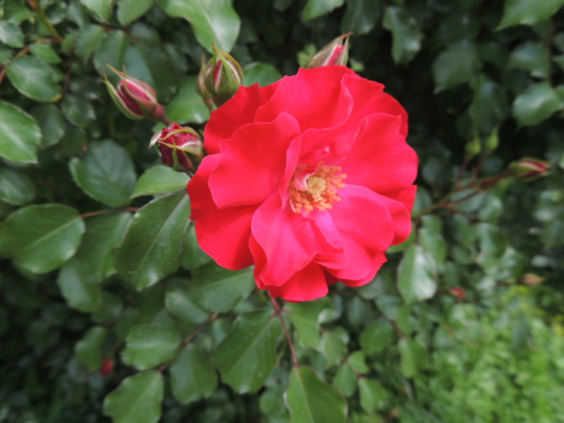 f:id:rotling:20160516110346j:image