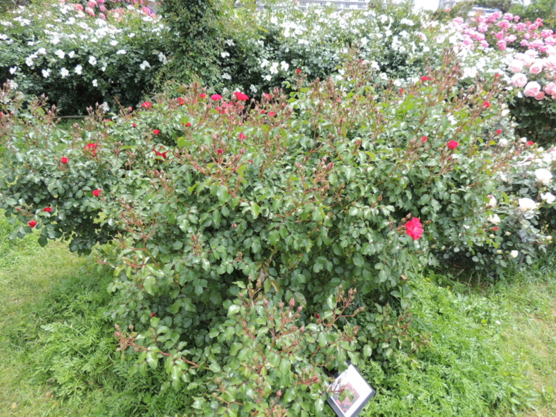 f:id:rotling:20160516110350j:image