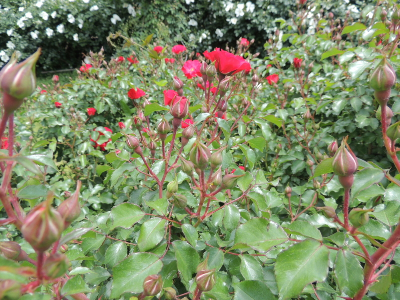 f:id:rotling:20160516110353j:image