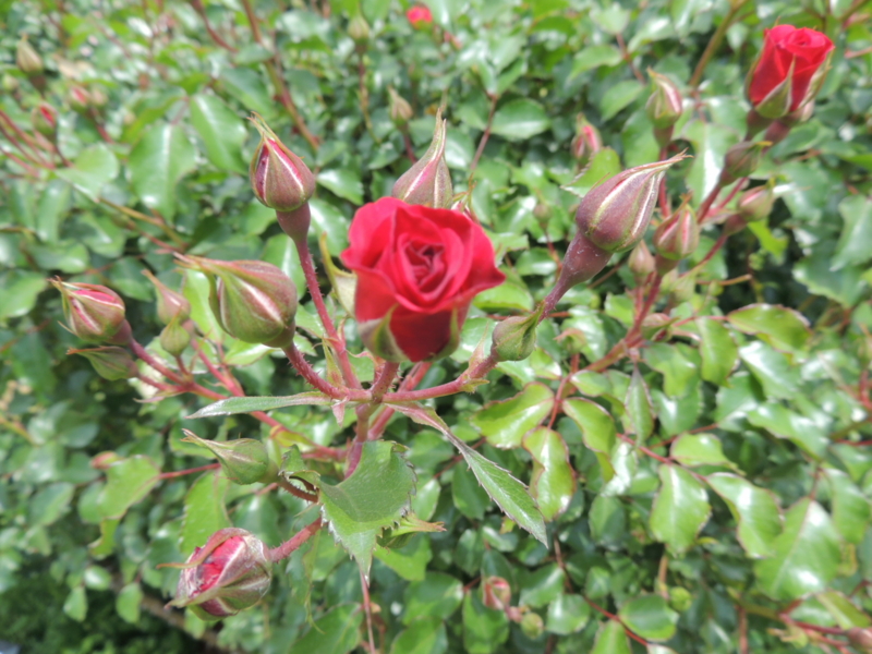 f:id:rotling:20160516110400j:image