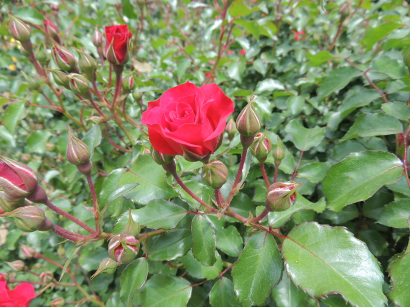 f:id:rotling:20160516110403j:image