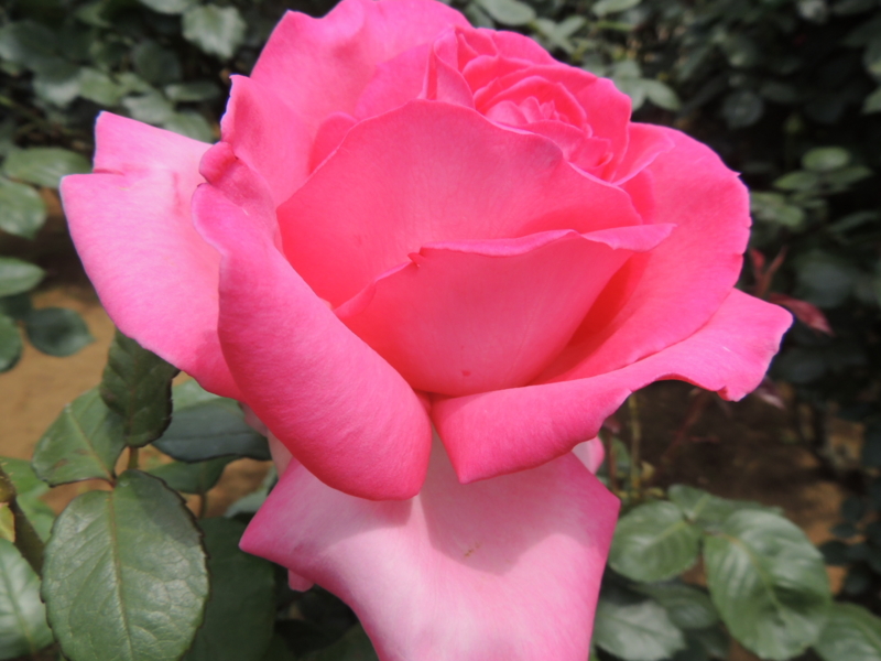 f:id:rotling:20160516110723j:image