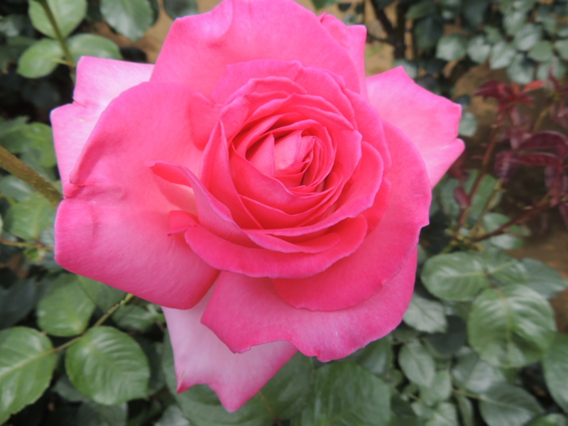 f:id:rotling:20160516110727j:image