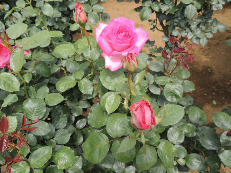 f:id:rotling:20160516110730j:image